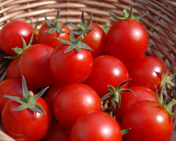 cultivar tomates 600x480